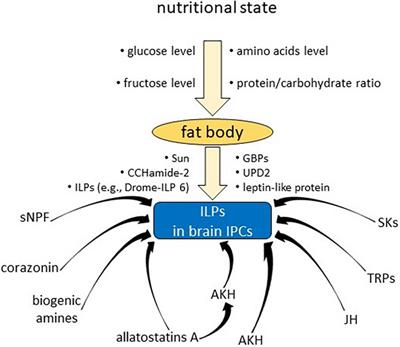 Insulin-Like Peptides and Cross-Talk With Other Factors in the Regulation of Insect Metabolism